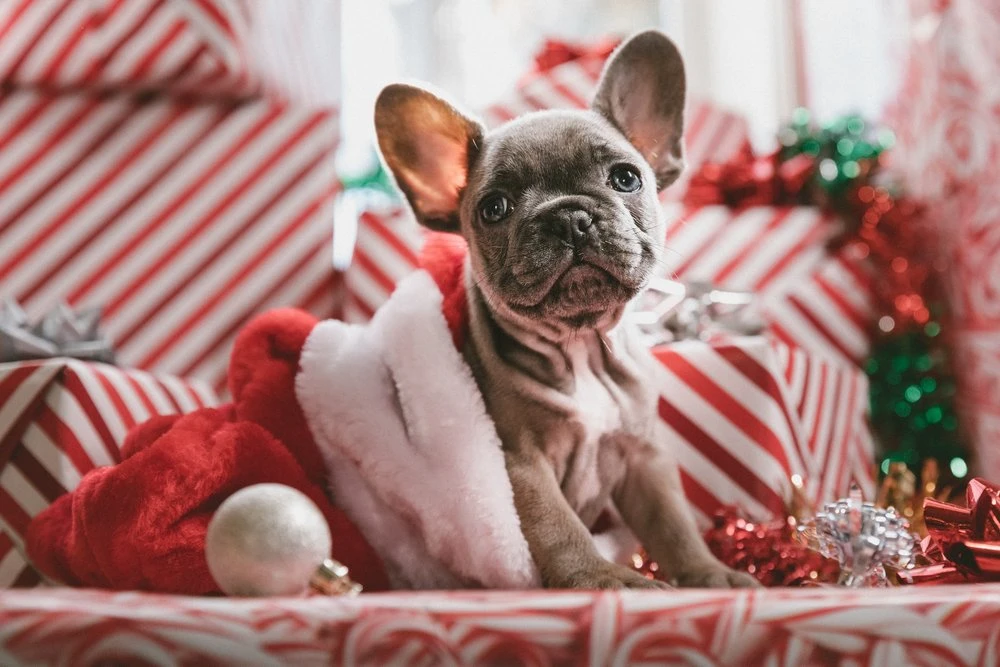 Copper Rhino Discord server's inaugural holiday party celebrating the season with community games and giveaways